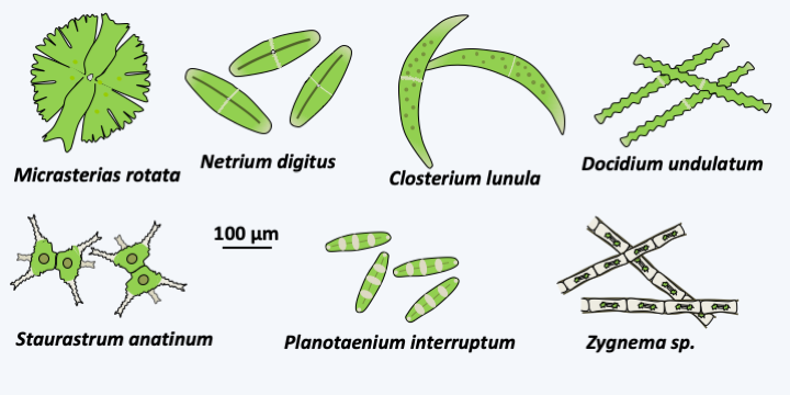 Figure 241.zygnemato