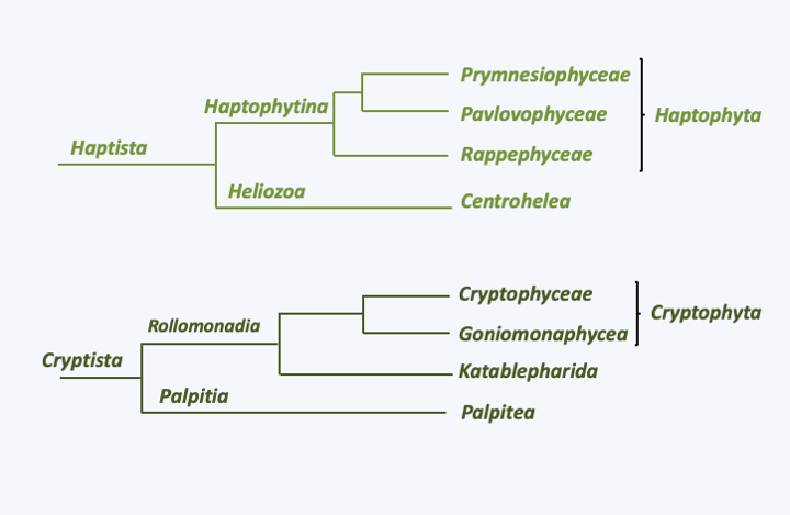 Figure 247.hacrobia