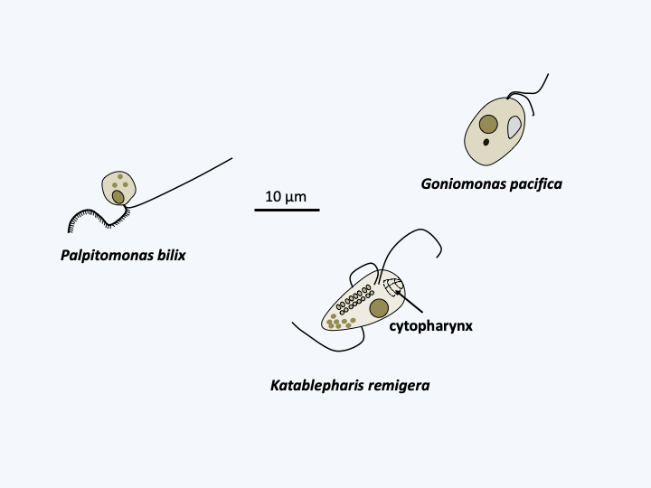 Figure 248.cryptista