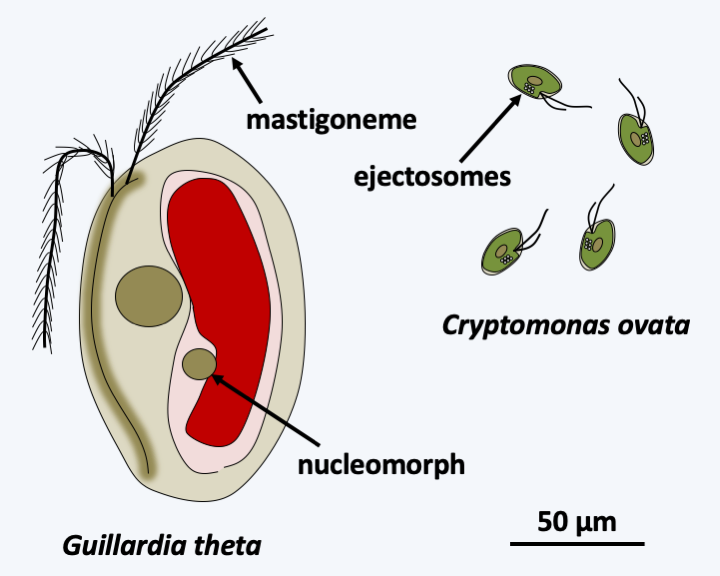 Figure 249.nucleomorph