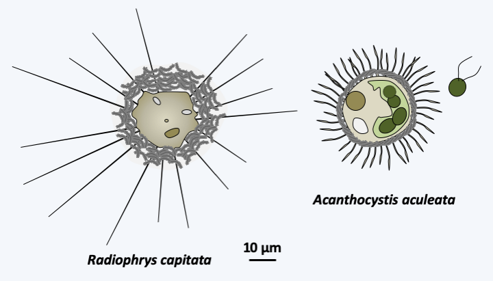 Figure 250.centrohelid