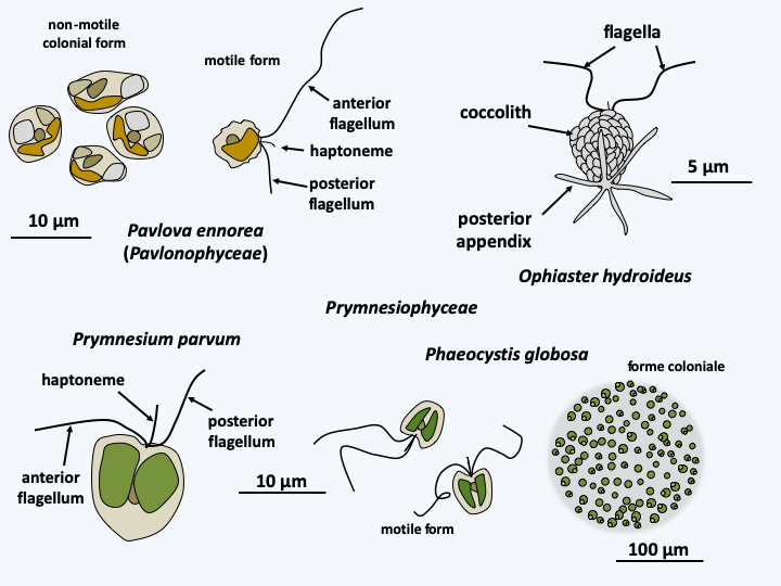 Figure 252.haptos