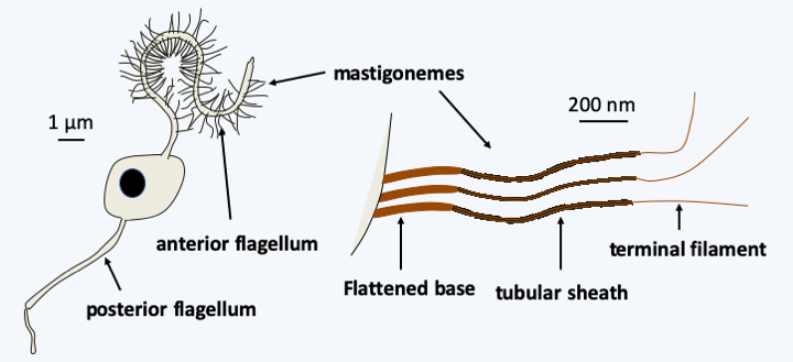Figure 255.flagella