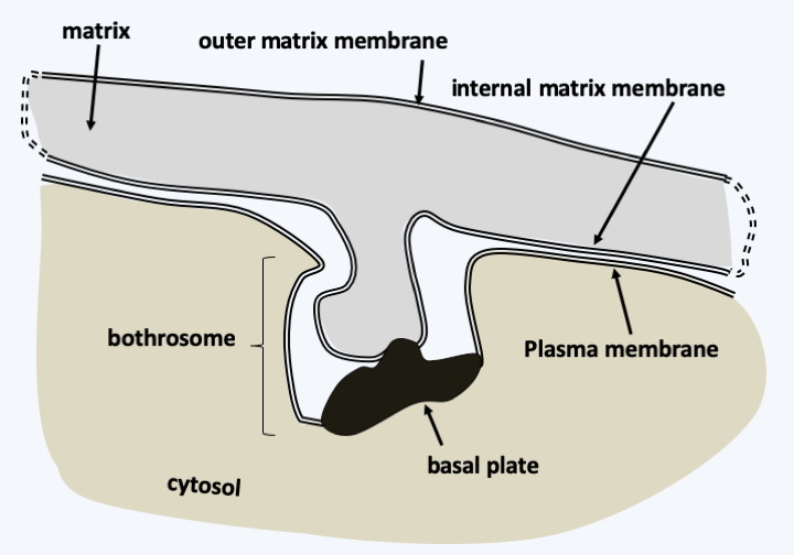 Figure 257.bothrosome