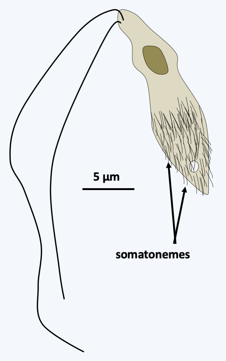 Figure 261.proteromonas