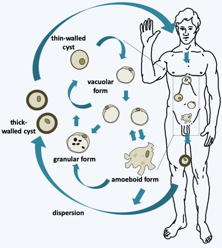 Figure 262.blastocystis