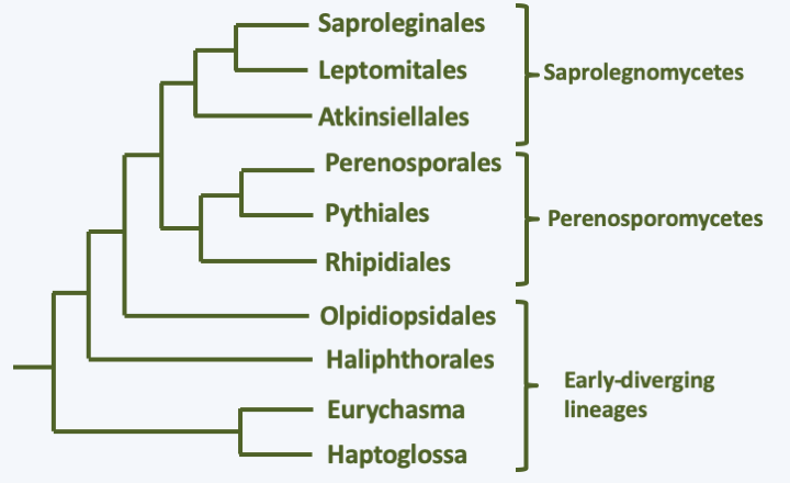 Figure 263.oomycota