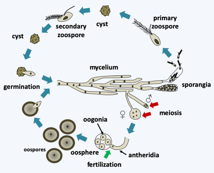 Figure 266.saprolegnia