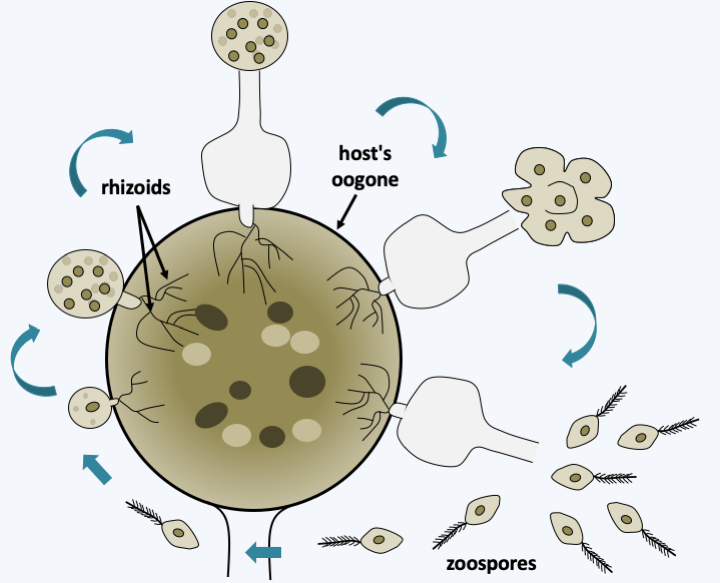 Figure 267.rhizidiomyces