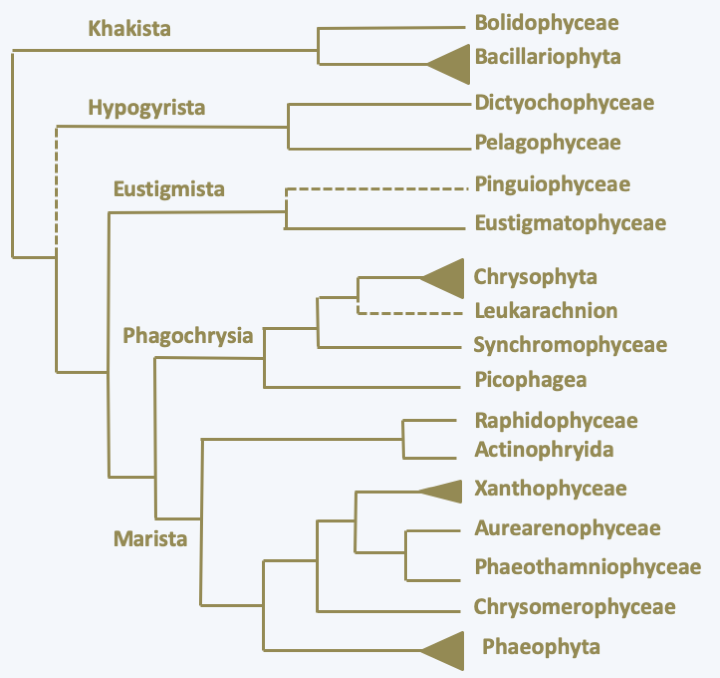 Figure 269.ochrophyta