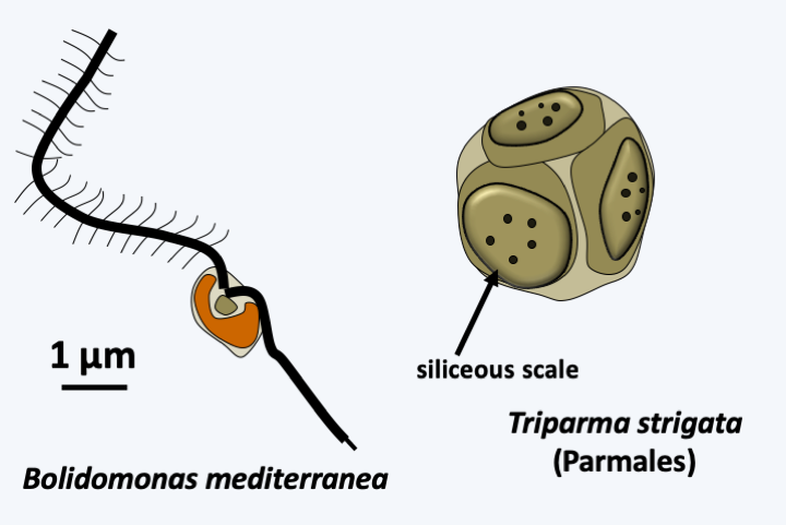 Figure 270.bolidophyte