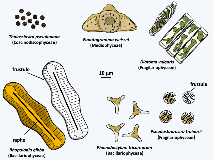 Figure 271.diatoms