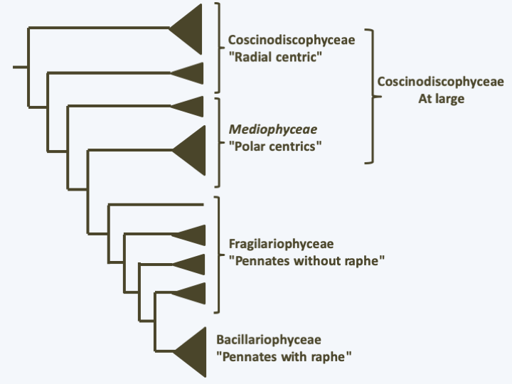 Figure 273.diatom-phylo