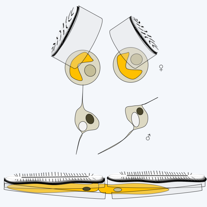 Figure 274.pennate