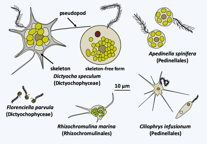 Figure 275.dictyochophyceae