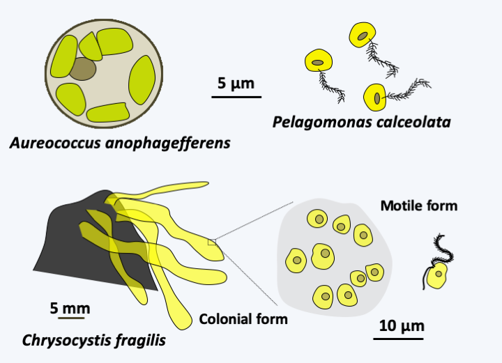 Figure 276.pelagophyceae