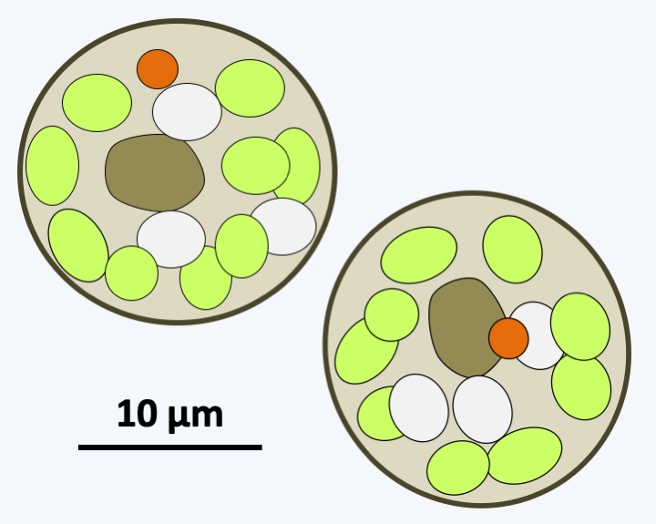 Figure 277.chlorobotrys