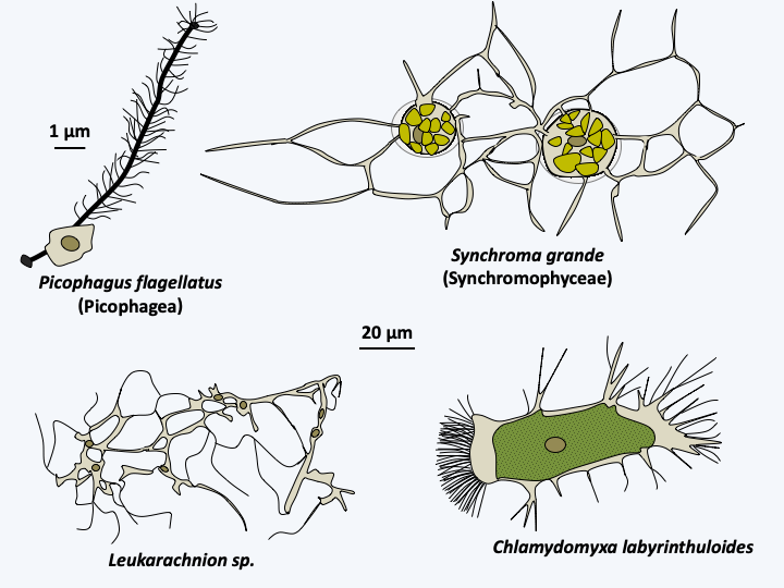 Figure 279.phagochrysia