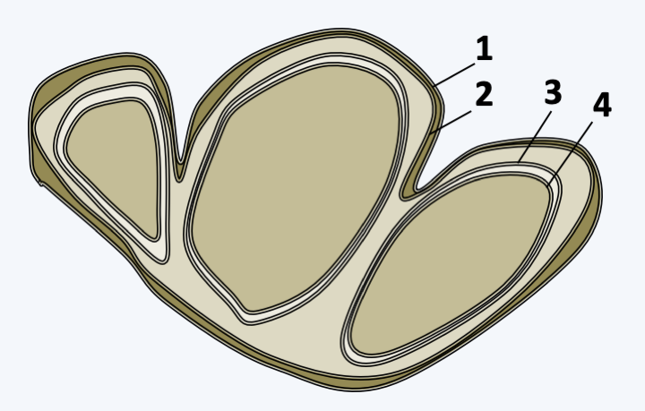 Figure 280.synchromo