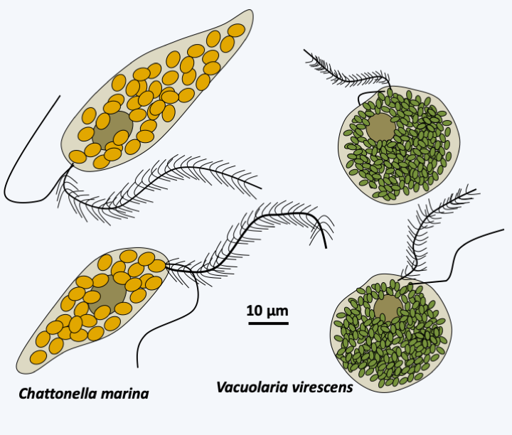 Figure 283.raphido