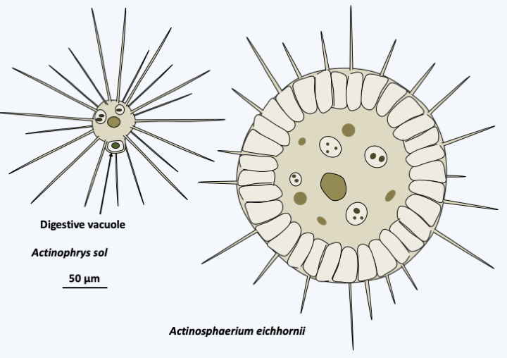 Figure 284.actino