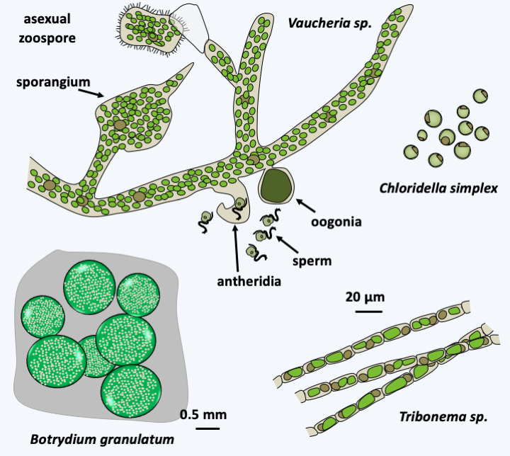 Ochrophyta | Microbial Eukaryotes