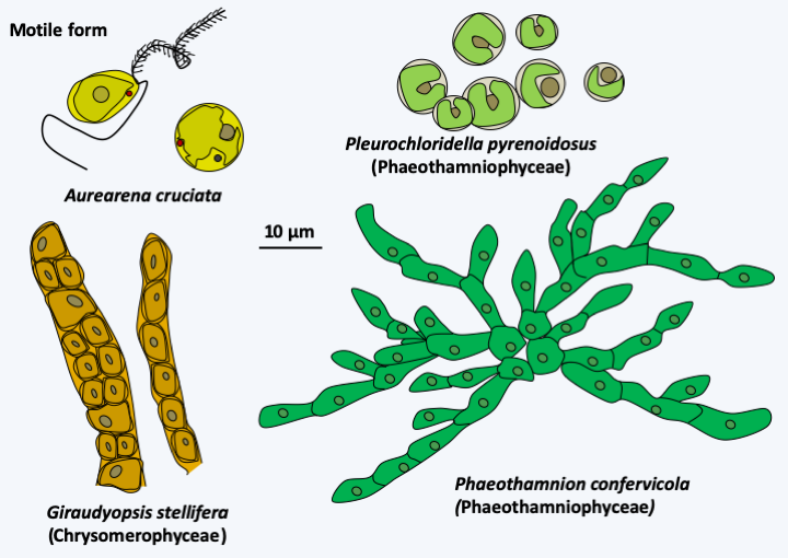 Figure 287.aurearenophycae