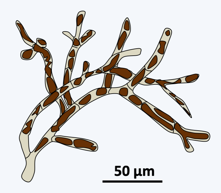 Figure 288.schizocladia