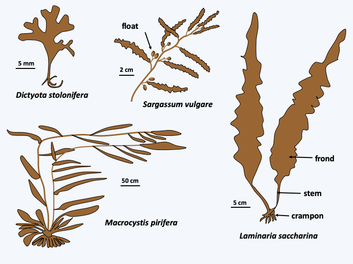 Figure 289.brown