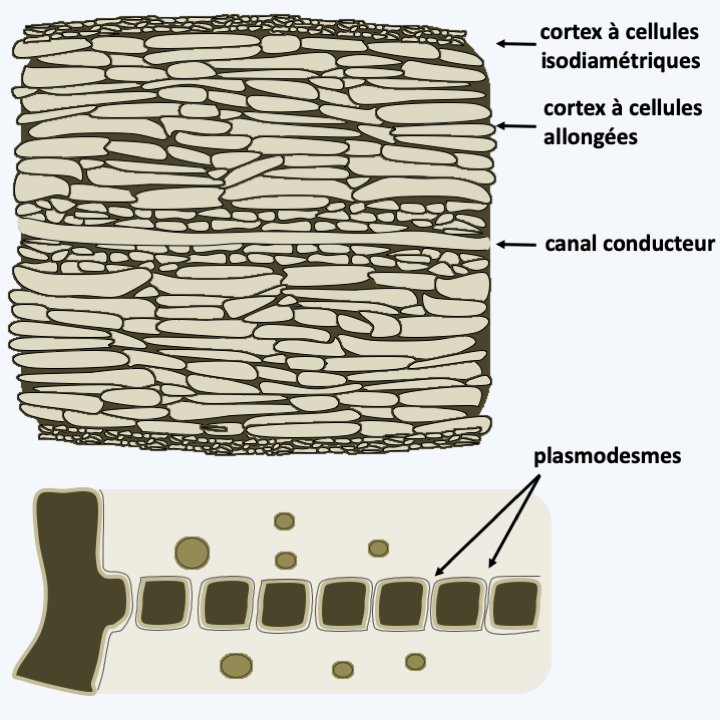 Figure 290.tissue-brown