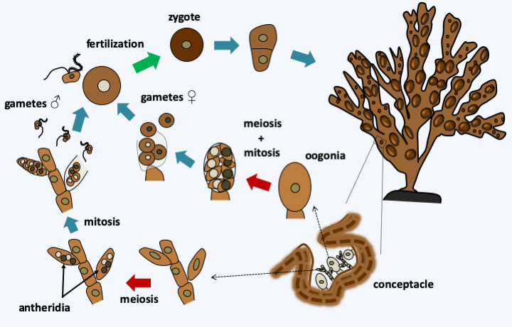 Figure 292.fucus