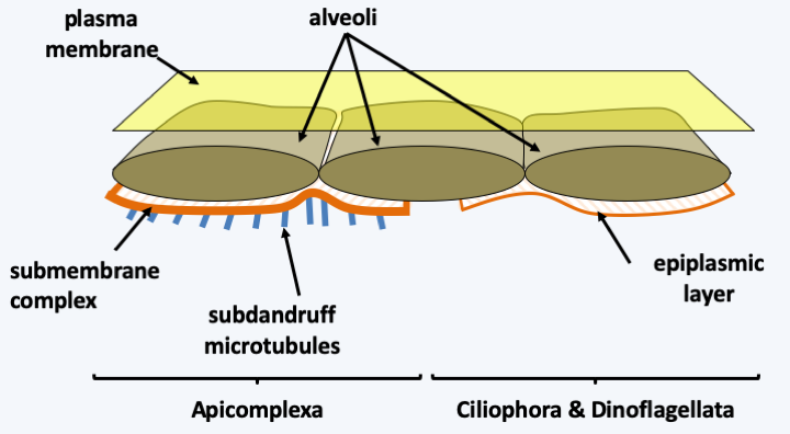 Figure 294.alveolate