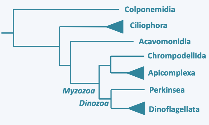 Figure 295.alveolata-phylo