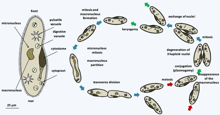 Figure 297.paramecium