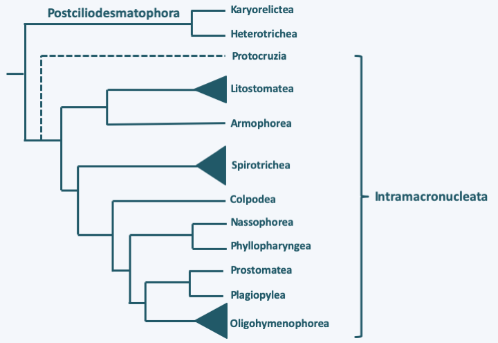 Figure 298.ciliate-phylo