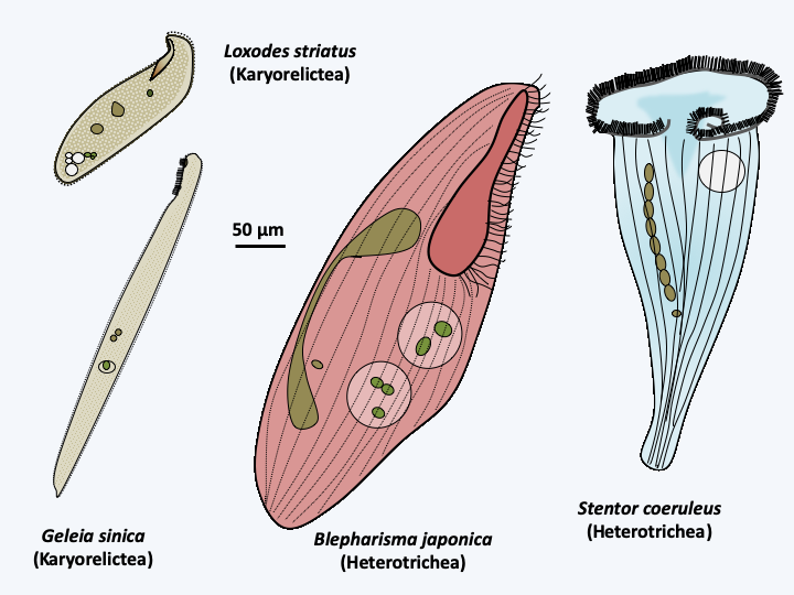 Figure 299.postciliodesmatophora