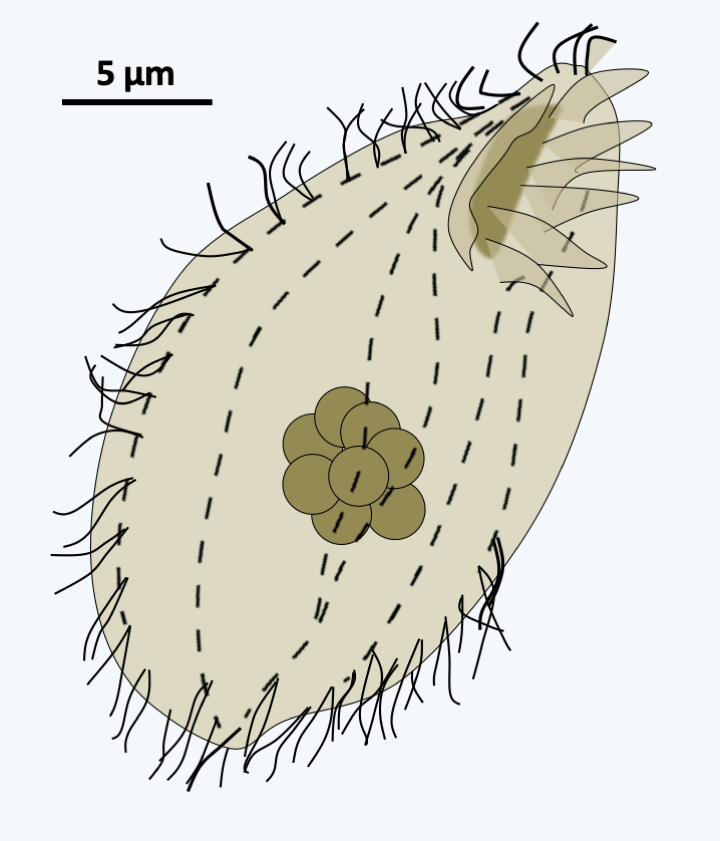 Figure 300.protocruzia