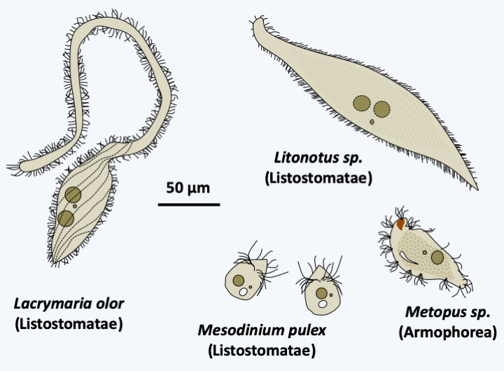 Figure 301.listostomatae