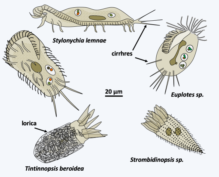 Figure 302.spirotrichea