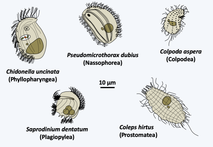 Figure 303.colpodea