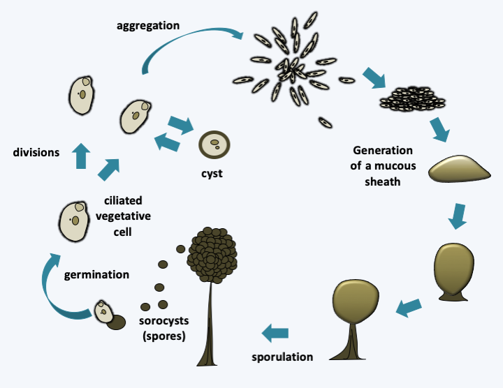 Figure 304.sorogena