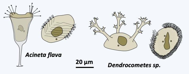 Figure 305.suctoria