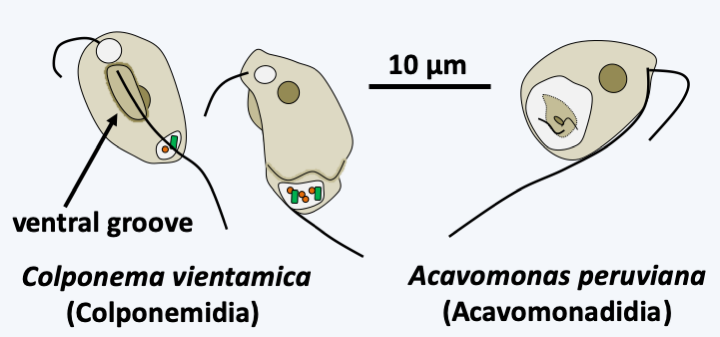 Figure 307.colponemid