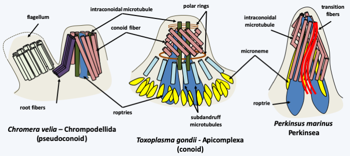 Figure 308.myzozoa