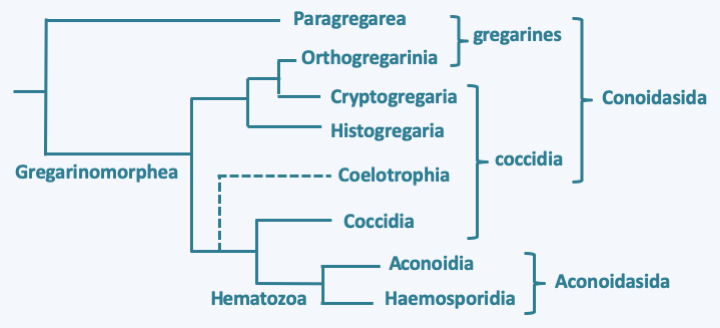 Figure 310.apicomplexa-phylo