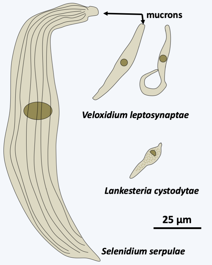 Figure 311.paragregarea