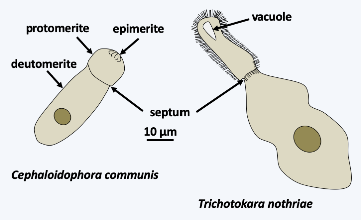 Figure 312.orthogregarea