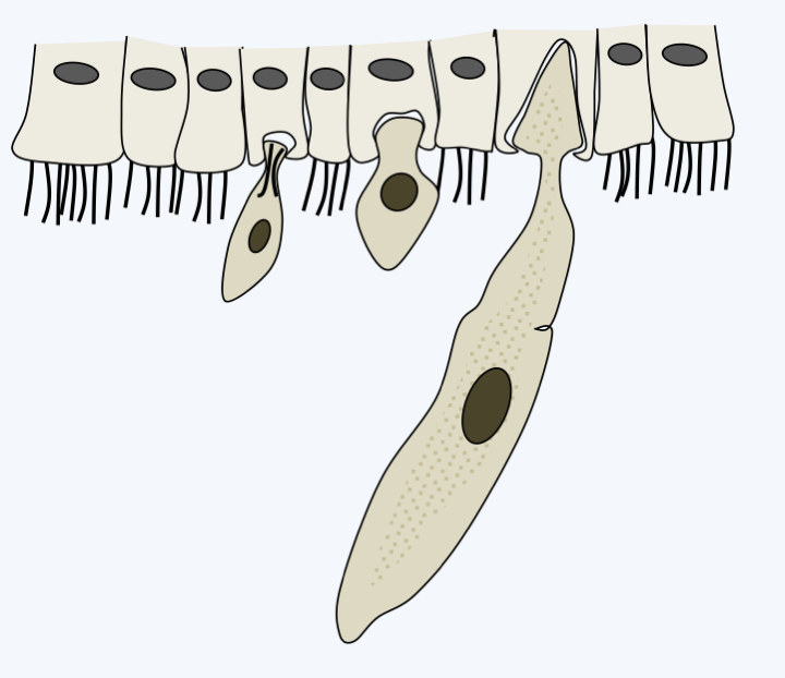 Figure 313.trophozoit-devlop