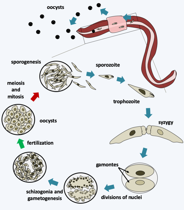 Figure 314.monocystis