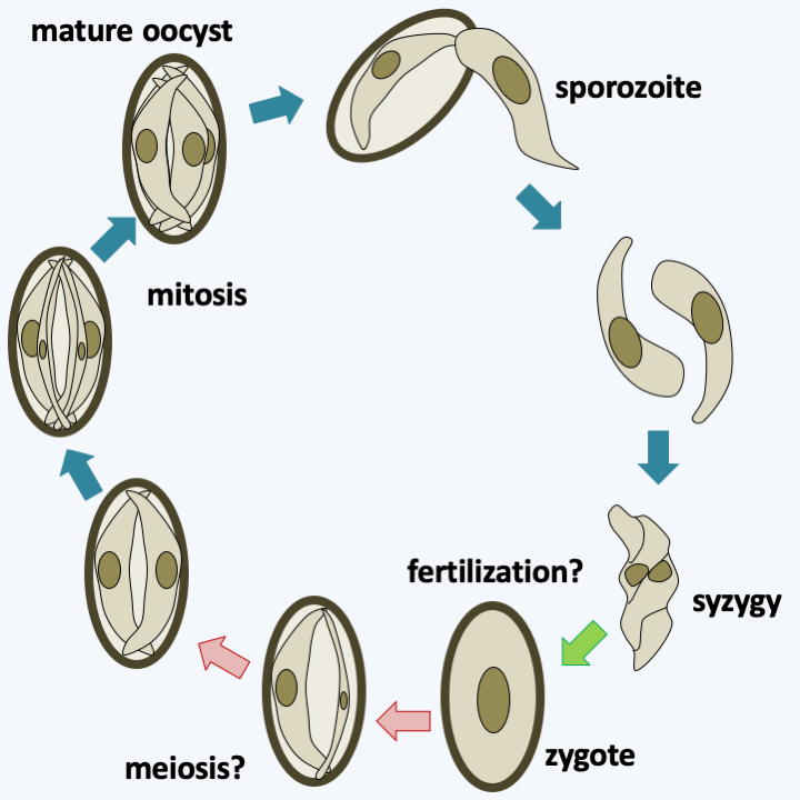 Figure 317.gemmocystis